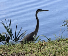 Ardea herodias
