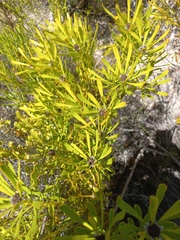 Leucadendron platyspermum