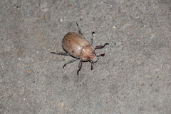 Anoplognathus velutinus