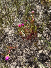 Lampranthus tenuifolius