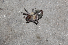 Anoplognathus velutinus