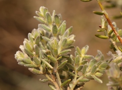 Gnidia nodiflora