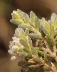 Gnidia nodiflora
