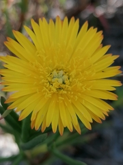 Lampranthus bicolor