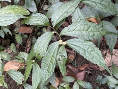 Elatostema cyrtandrifolium