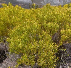 Leucadendron platyspermum