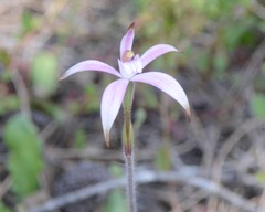 Caladenia hirta rosea