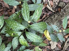 Elatostema cyrtandrifolium