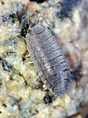 Proporcellio