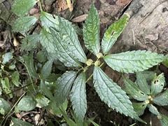 Elatostema cyrtandrifolium