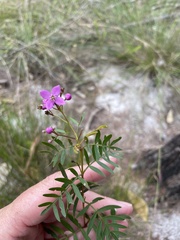 Boronia rivularis