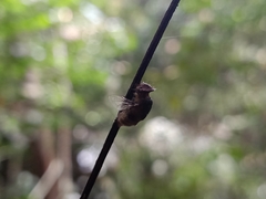 Entomophthora muscae