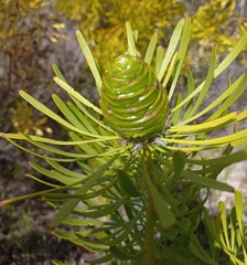 Leucadendron platyspermum