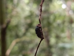 Entomophthora muscae