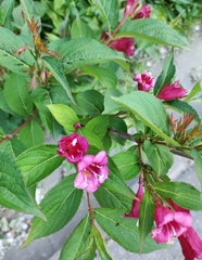 Weigela florida