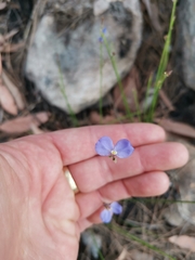 Comesperma sphaerocarpum