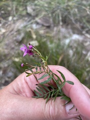 Boronia rivularis