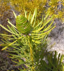 Leucadendron platyspermum