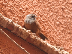 Emberiza sahari