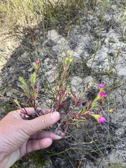 Lampranthus tenuifolius