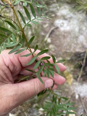 Boronia rivularis