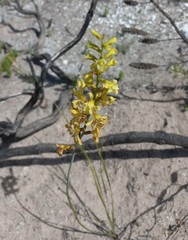 Tritoniopsis parviflora