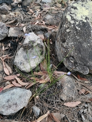 Comesperma sphaerocarpum
