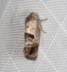 Eupselia beatella