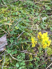 Alyssum montanum gmelinii