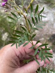 Boronia rivularis