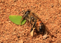 Apis mellifera scutellata
