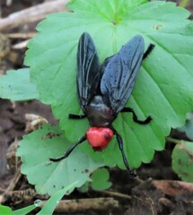 Bromophila caffra