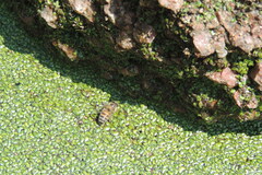 Apis mellifera scutellata