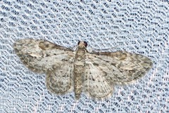 Sigilliclystis insigillata