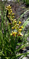 Tritoniopsis parviflora