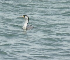 Phalacrocorax varius varius