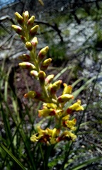 Tritoniopsis parviflora