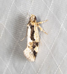 Machetis diamochla
