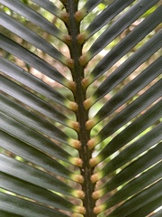 Macrozamia douglasii