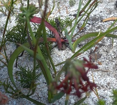 Codonorhiza micrantha