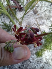 Codonorhiza micrantha