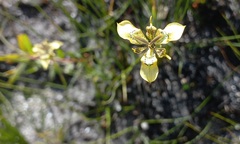 Moraea deltoidea