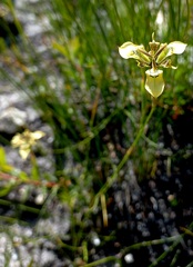 Moraea deltoidea