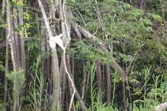Pilherodius pileatus