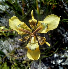 Moraea deltoidea