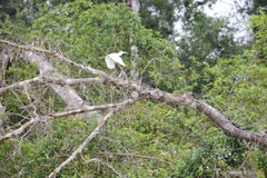 Pilherodius pileatus
