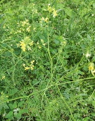 Sisymbrium altissimum
