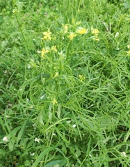 Sisymbrium altissimum