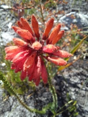 Erica cerinthoides cerinthoides