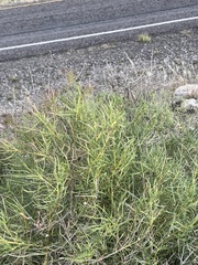 Sidneya tenuifolia
